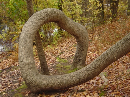 Original image